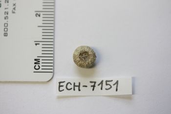 Media type: image;   Invertebrate Zoology ECH-7151 Description: Preserved specimen.;